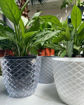 صورة indoor plants with pot