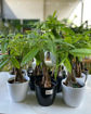 صورة indoor plants with pot