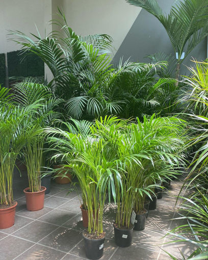 صورة indoor plants with pot