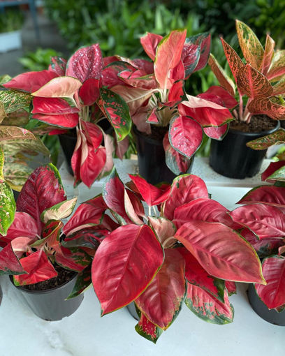 صورة indoor plants with pot