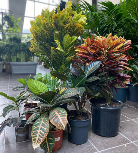 صورة indoor plants with pot