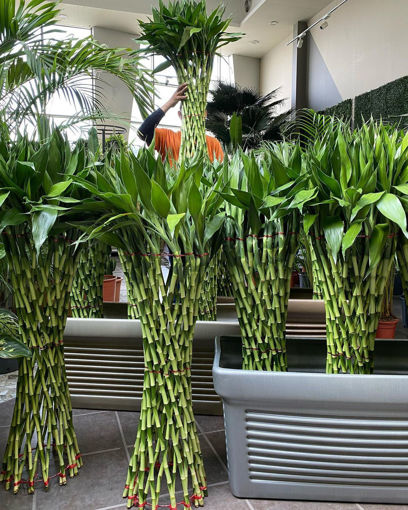 صورة indoor plants with pot